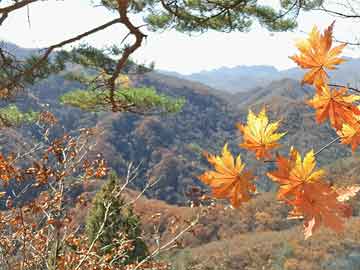 茅臺煙草公司行業(yè)地位及影響力揭秘，權(quán)威排名揭曉