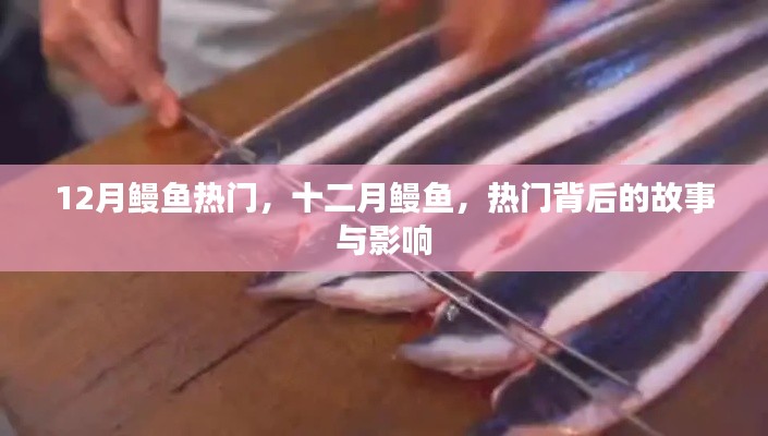 十二月鰻魚熱潮，背后的故事與深遠影響