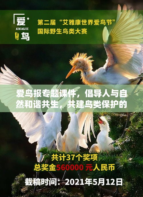 愛鳥報專題課件，倡導(dǎo)人與自然和諧共生，共建鳥類保護(hù)的美好未來