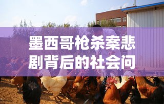 墨西哥槍殺案悲劇背后的社會(huì)問(wèn)題引深思