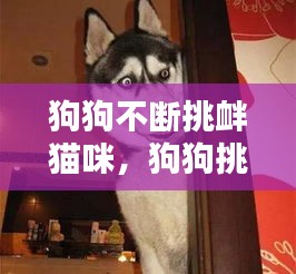 狗狗不斷挑釁貓咪，狗狗挑釁的動(dòng)作 