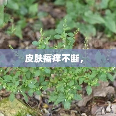 皮膚瘙癢不斷， 