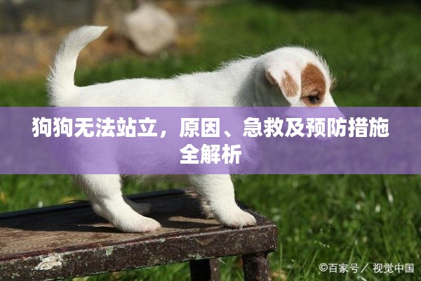 狗狗無(wú)法站立，原因、急救及預(yù)防措施全解析