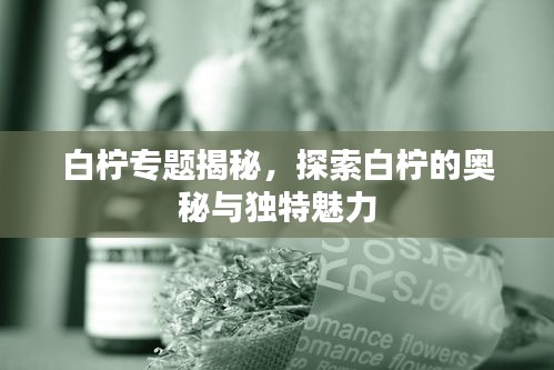白檸專題揭秘，探索白檸的奧秘與獨特魅力