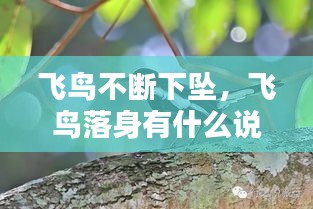 飛鳥不斷下墜，飛鳥落身有什么說法 