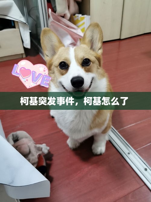 柯基突發(fā)事件，柯基怎么了 
