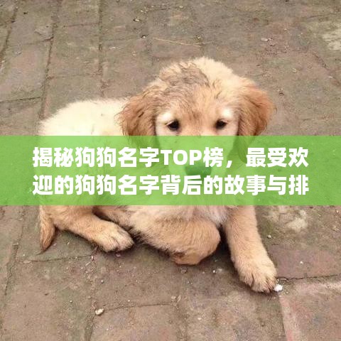 揭秘狗狗名字TOP榜，最受歡迎的狗狗名字背后的故事與排名