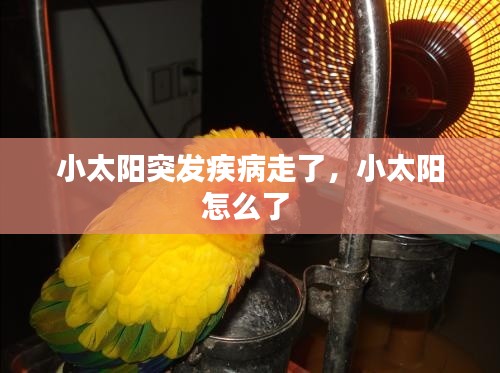 小太陽突發(fā)疾病走了，小太陽怎么了 