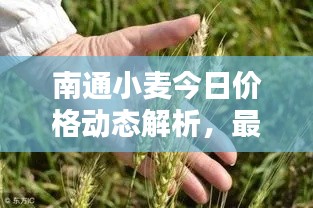 南通小麥今日價(jià)格動(dòng)態(tài)解析，最新行情一覽