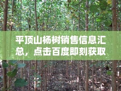 平頂山楊樹銷售信息匯總，點(diǎn)擊百度即刻獲?。? class=