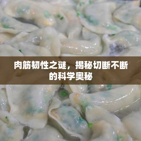 肉筋韌性之謎，揭秘切斷不斷的科學(xué)奧秘