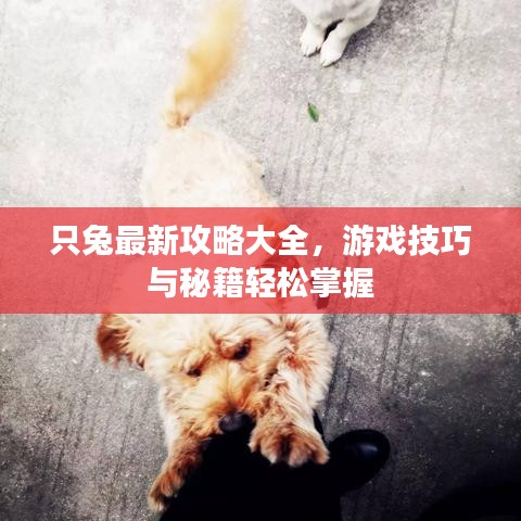 只兔最新攻略大全，游戲技巧與秘籍輕松掌握