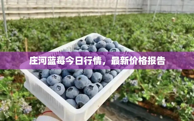 莊河藍(lán)莓今日行情，最新價(jià)格報(bào)告