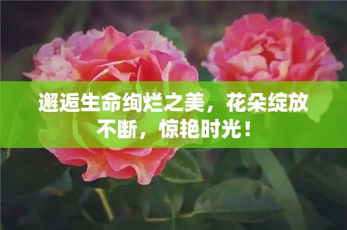 邂逅生命絢爛之美，花朵綻放不斷，驚艷時光！