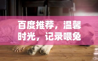 百度推薦，溫馨時(shí)光，記錄喂兔子的美好瞬間