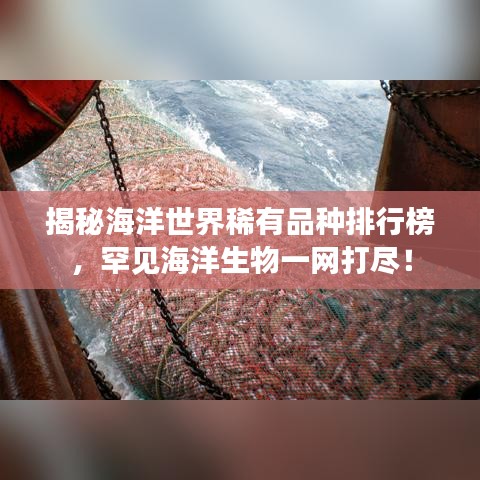 揭秘海洋世界稀有品種排行榜，罕見海洋生物一網(wǎng)打盡！