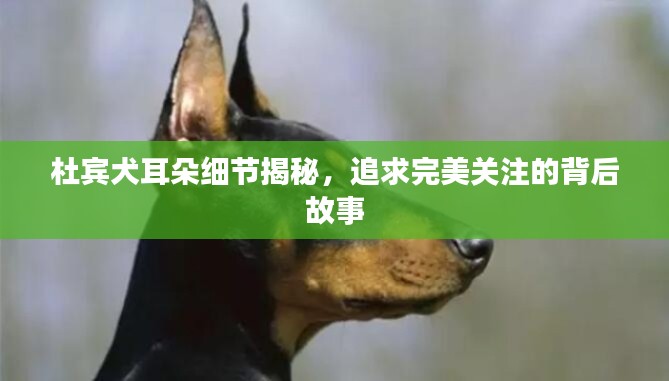 杜賓犬耳朵細(xì)節(jié)揭秘，追求完美關(guān)注的背后故事