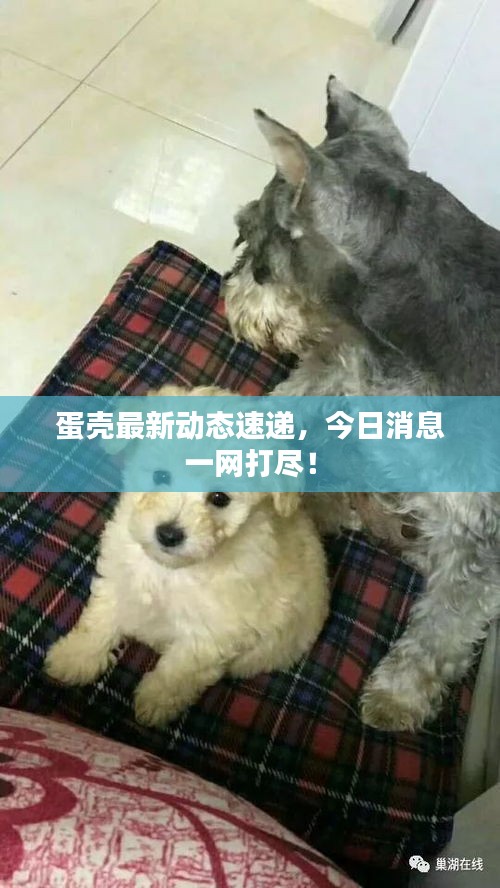 蛋殼最新動態(tài)速遞，今日消息一網(wǎng)打盡！