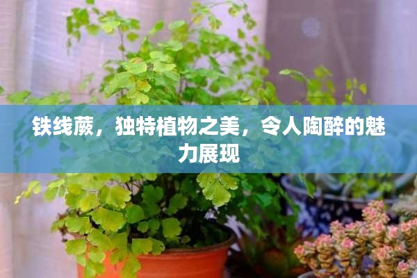 鐵線蕨，獨特植物之美，令人陶醉的魅力展現(xiàn)