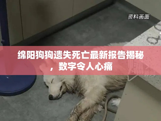 綿陽(yáng)狗狗遺失死亡最新報(bào)告揭秘，數(shù)字令人心痛