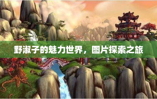 野淑子的魅力世界，圖片探索之旅