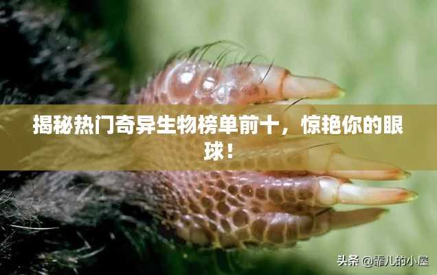 揭秘熱門奇異生物榜單前十，驚艷你的眼球！