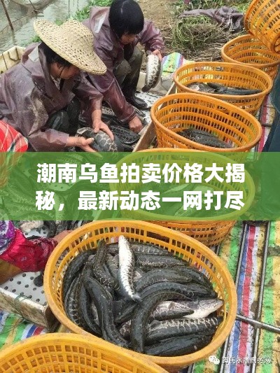 潮南烏魚拍賣價(jià)格大揭秘，最新動(dòng)態(tài)一網(wǎng)打盡
