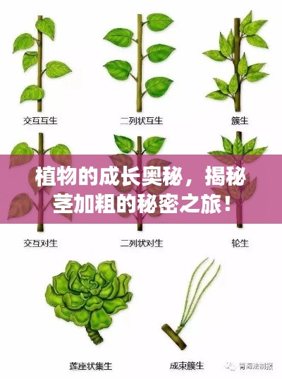 植物的成長奧秘，揭秘莖加粗的秘密之旅！