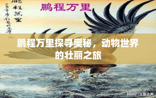 鵬程萬(wàn)里探尋奧秘，動(dòng)物世界的壯麗之旅