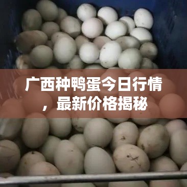 廣西種鴨蛋今日行情，最新價(jià)格揭秘