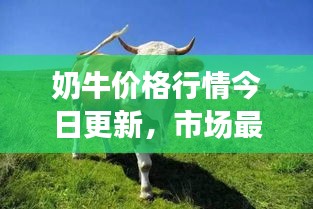 奶牛價格行情今日更新，市場最新動態(tài)及趨勢分析