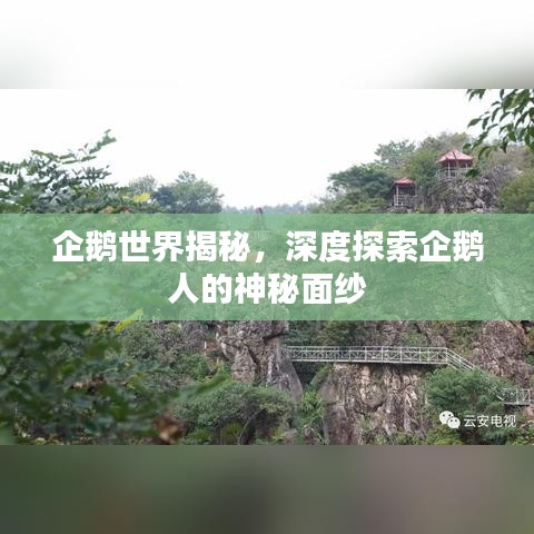 企鵝世界揭秘，深度探索企鵝人的神秘面紗