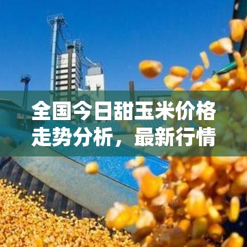 全國今日甜玉米價(jià)格走勢分析，最新行情概覽