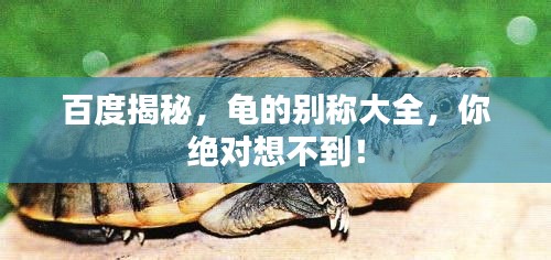 百度揭秘，龜?shù)膭e稱大全，你絕對(duì)想不到！