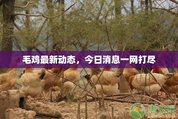 毛雞最新動(dòng)態(tài)，今日消息一網(wǎng)打盡