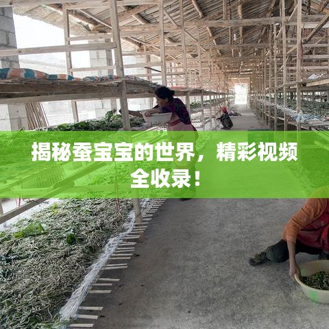 揭秘蠶寶寶的世界，精彩視頻全收錄！