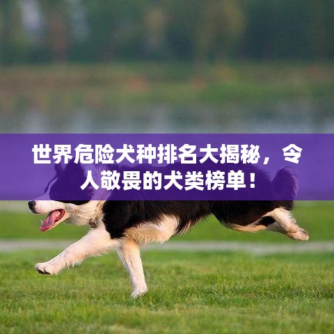 世界危險(xiǎn)犬種排名大揭秘，令人敬畏的犬類榜單！