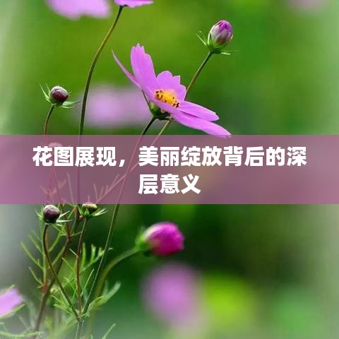 花圖展現(xiàn)，美麗綻放背后的深層意義