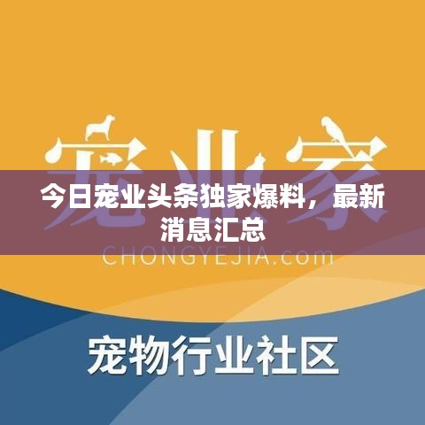 今日寵業(yè)頭條獨家爆料，最新消息匯總
