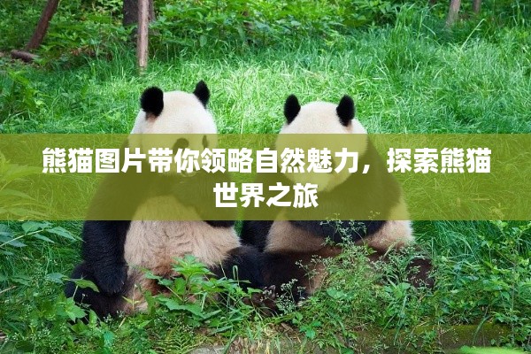熊貓圖片帶你領(lǐng)略自然魅力，探索熊貓世界之旅