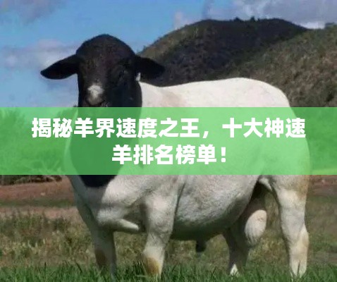 揭秘羊界速度之王，十大神速羊排名榜單！