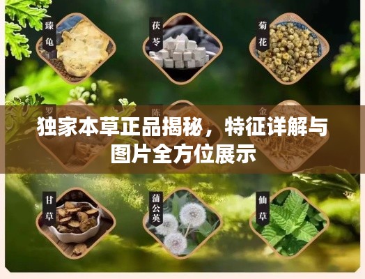 獨(dú)家本草正品揭秘，特征詳解與圖片全方位展示