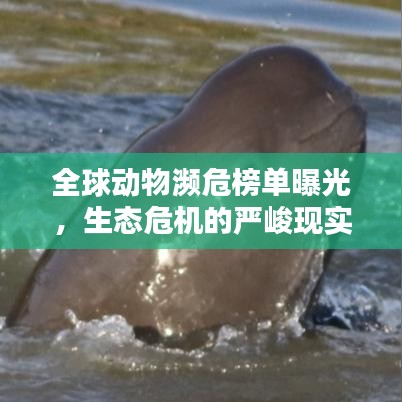 全球動物瀕危榜單曝光，生態(tài)危機的嚴峻現實揭秘