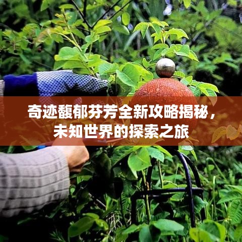 奇跡馥郁芬芳全新攻略揭秘，未知世界的探索之旅