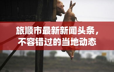 旅順市最新新聞?lì)^條，不容錯(cuò)過的當(dāng)?shù)貏?dòng)態(tài)
