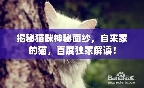 揭秘貓咪神秘面紗，自來家的貓，百度獨(dú)家解讀！
