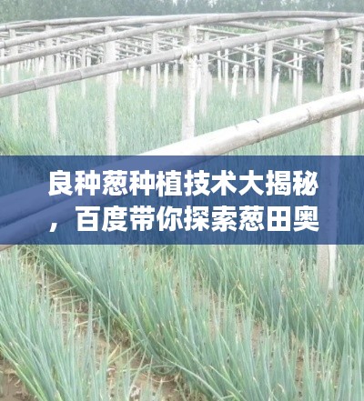 良種蔥種植技術(shù)大揭秘，百度帶你探索蔥田奧秘！