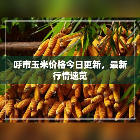 呼市玉米價(jià)格今日更新，最新行情速覽