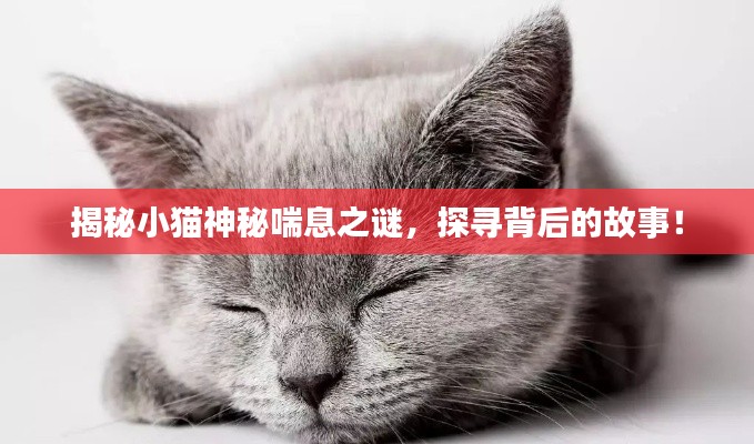 揭秘小貓神秘喘息之謎，探尋背后的故事！