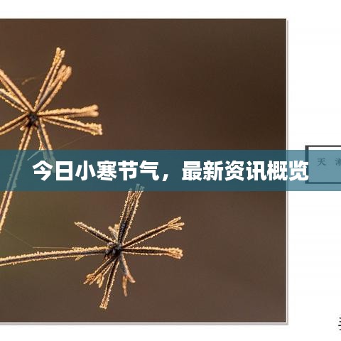 今日小寒節(jié)氣，最新資訊概覽